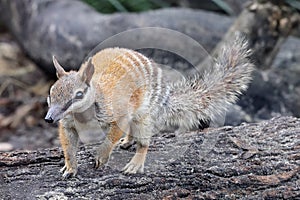 Australian Numbat