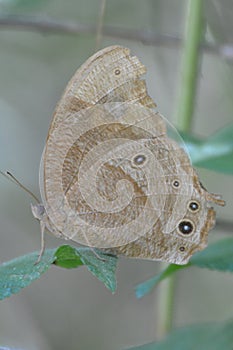 Australian Nymph Evening Brown Butterfly Melanitis leda