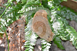 Australian Nymph Evening Brown Butterfly Melanitis leda photo