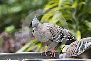 Australian ocyphaps dove