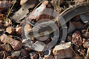 Australian Olive Python
