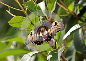 Australian Orchard Swallowtail butterfly at rest