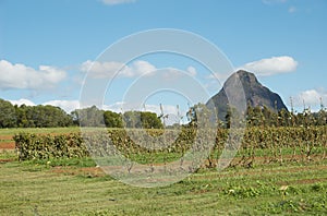 Australian organic farm