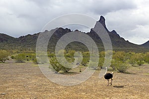 Australian Ostrich