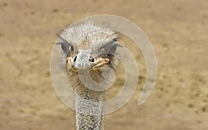 Australian Ostrich, Portrait
