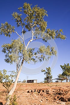 Australian Outback Eucalyptus and Outbuildings