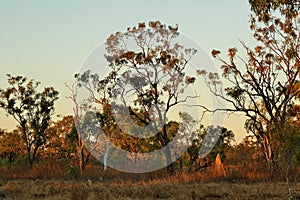 Australian Outback in the Evening