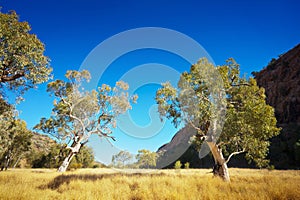 Australian Outback Landscape