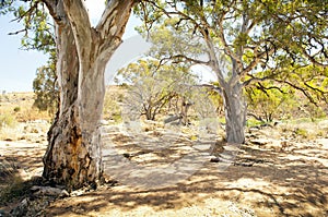 Australian Outback Oasis