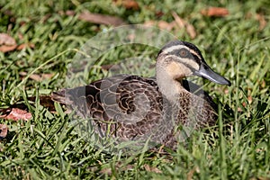 Pacific Black Duck