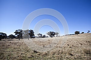 Australian paddock