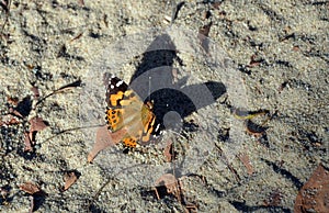 Australian Painted Lady Butterfly casting a big shadow