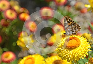 Australian Painted Lady Butterfly on Daisy