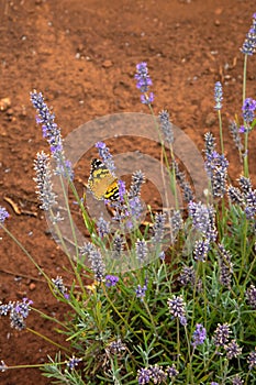 The Australian painted lady butterfly on a lavander