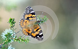 Australian Painted Lady Butterfly, Vanessa kershawi