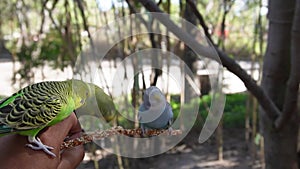 Australian parakeet eating seeds