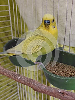 australian parakeet yellow in a cage