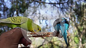 Australian parakeets eating seeds