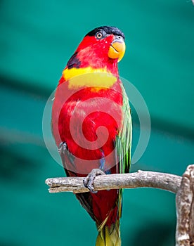 Australian parrot in Jerusalem Biblical Zoo, Israel