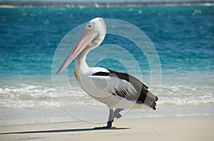 Australian pelican photo