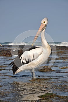 Australian pelican