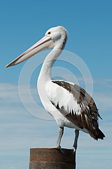 Australian Pelican photo