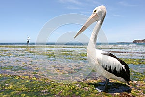 Australian pelican