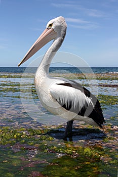 Australian pelican