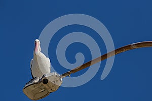 Australian Pelican