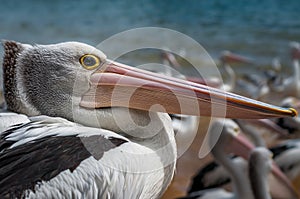 Australian pelican