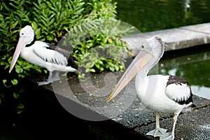 The Australian pelican