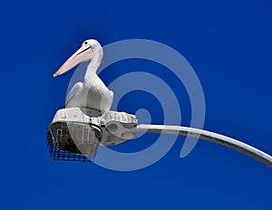 Australian Pelican in the Blue