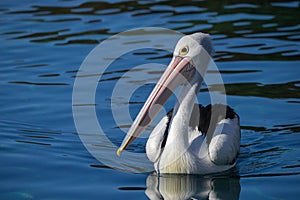 Australian Pelican on blue water