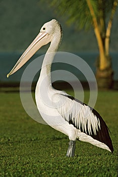 Australian Pelican, Brilpelikaan, Pelecanus conspicillatus