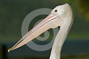 Australian Pelican, Brilpelikaan, Pelecanus conspicillatus