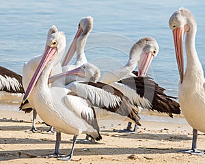 Australian Pelican, Coral Sea, Cairns, QLD, Australia