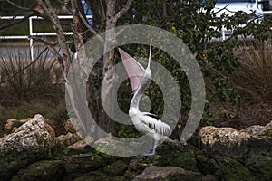 Australian Pelican with extremely huge open wide beak