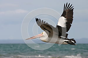 Australian pelican flying