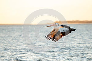 Australian Pelican flying at the golden hour