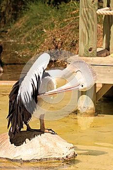 Australian Pelican Grooming on Rock