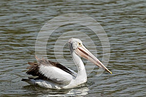 Australian Pelican large waterbird swimming in water in Western Australia photo