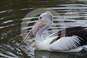 Australian Pelican making riples on Camden River