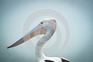 Australian pelican near water