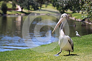 Australian Pelican - Pelecanus Conspicillatus