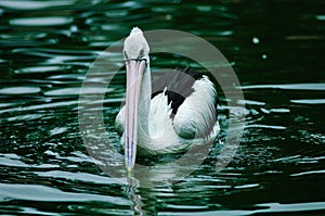 Australian Pelican (Pelecanus conspicillatus) photo