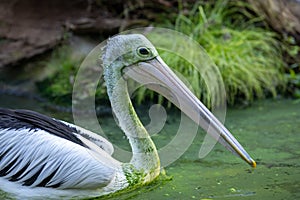 The Australian pelican (Pelecanus conspicillatus