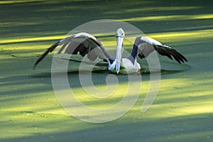 The Australian pelican (Pelecanus conspicillatus