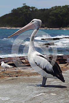 Australian Pelican (Pelecanus conspicillatus)