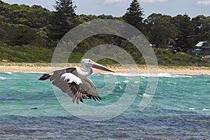 Australian Pelican (Pelecanus conspicillatus)