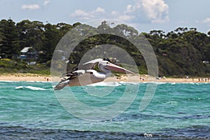 Australian Pelican (Pelecanus conspicillatus)